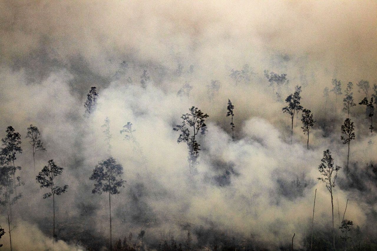 President Indonesië schaamt zich voor de bosbranden, maar koestert ...