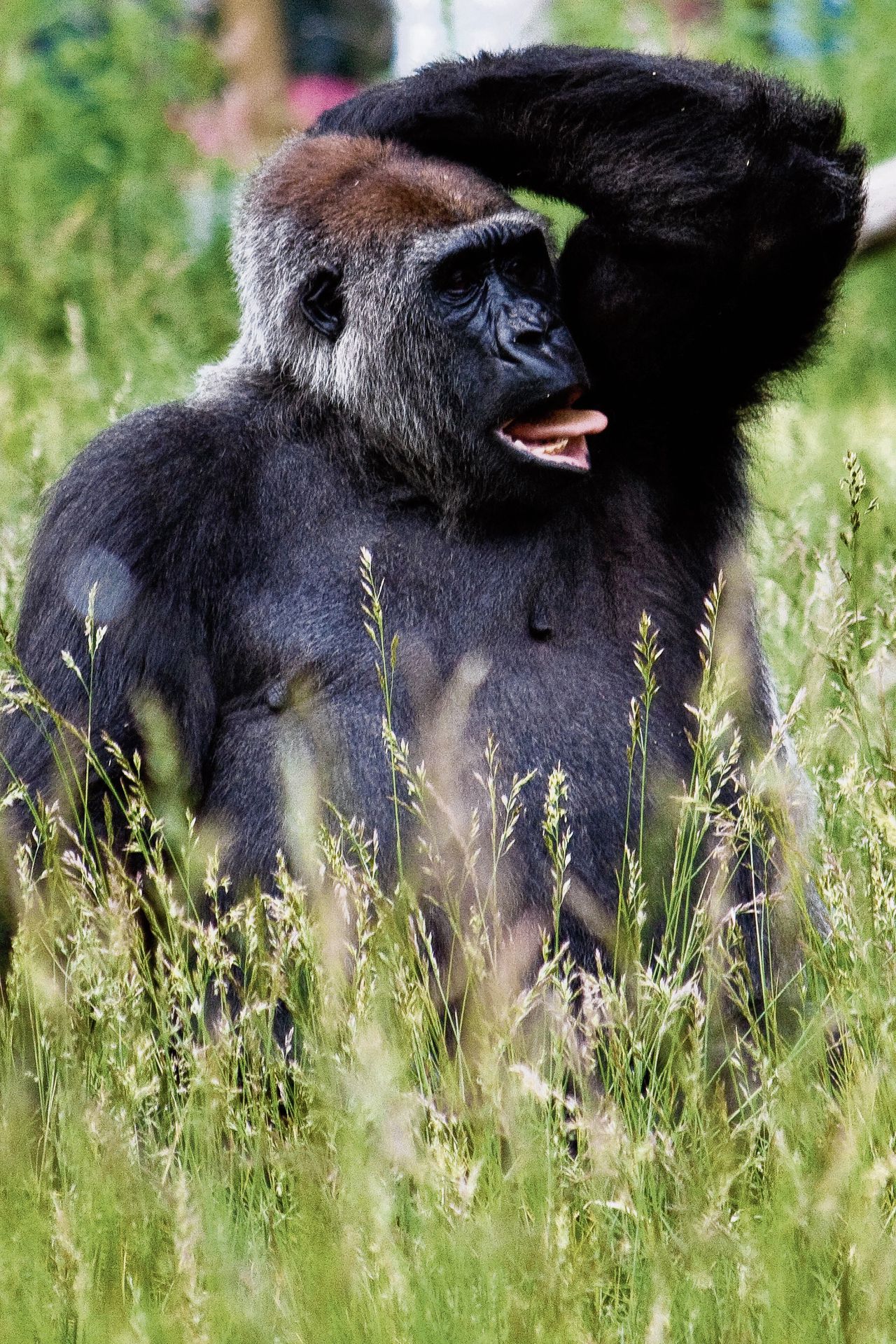 Gorillageurstoffen lijken het minst op die van andere mensapen.