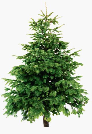 Jaarlijks Dilemma Wat Doen We Met De Kerstboom Met De Kerst Nrc