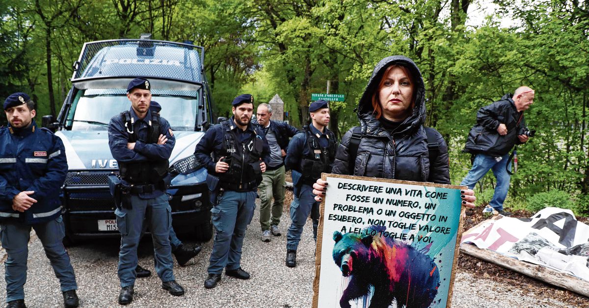 Il destino dell’orso che ha ucciso il Joker ha commosso gli italiani
