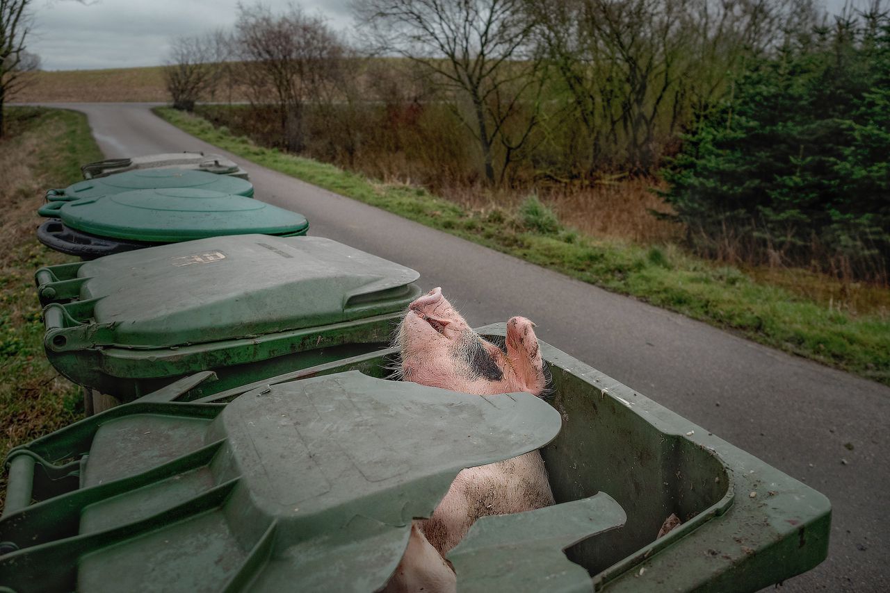 Overgeleverd aan het stoffige erf 