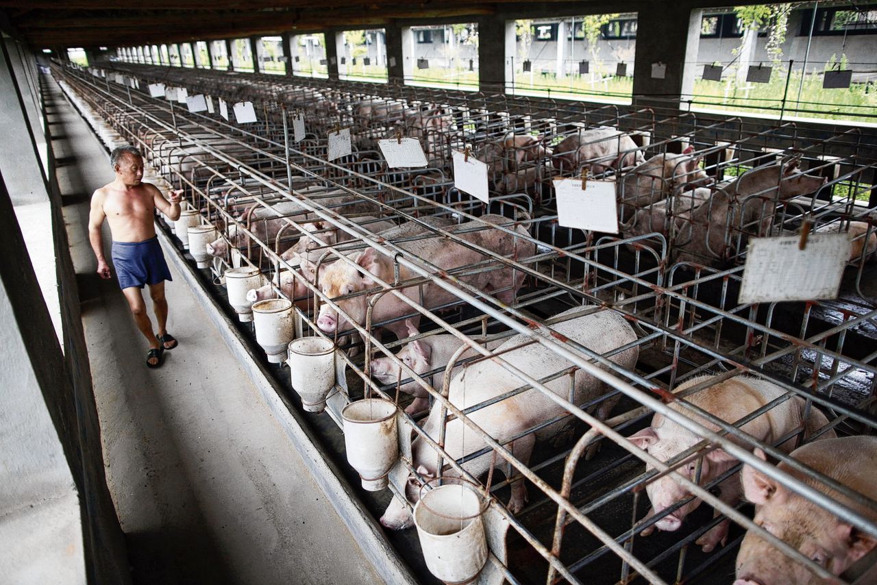 Een medewerker van een Chinese varkensboerderij telt zwangere zeugen. Mest van landbouwhuisdieren is een belangrijke bron van ammoniak.