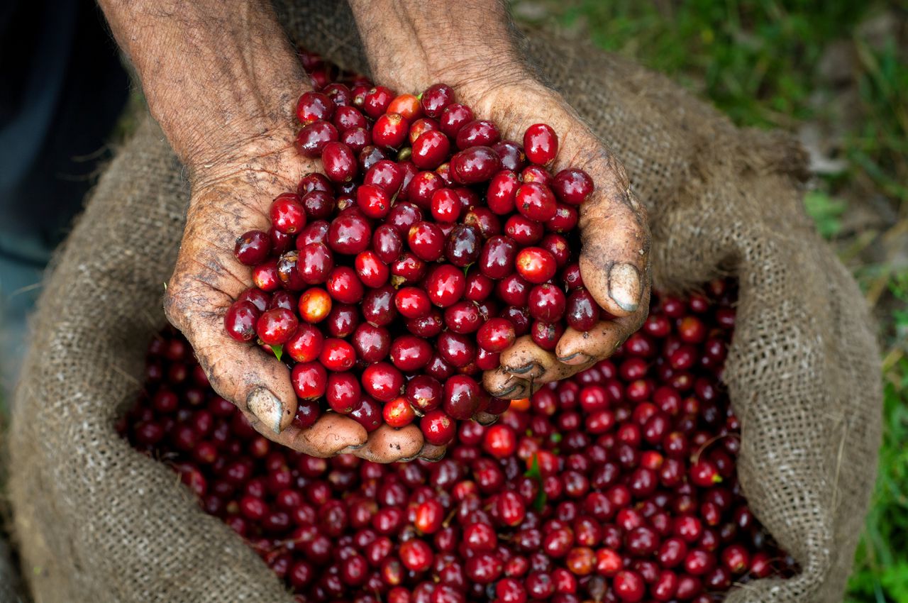 Handgeplukte koffiebessen op een plantage in El Salvador.