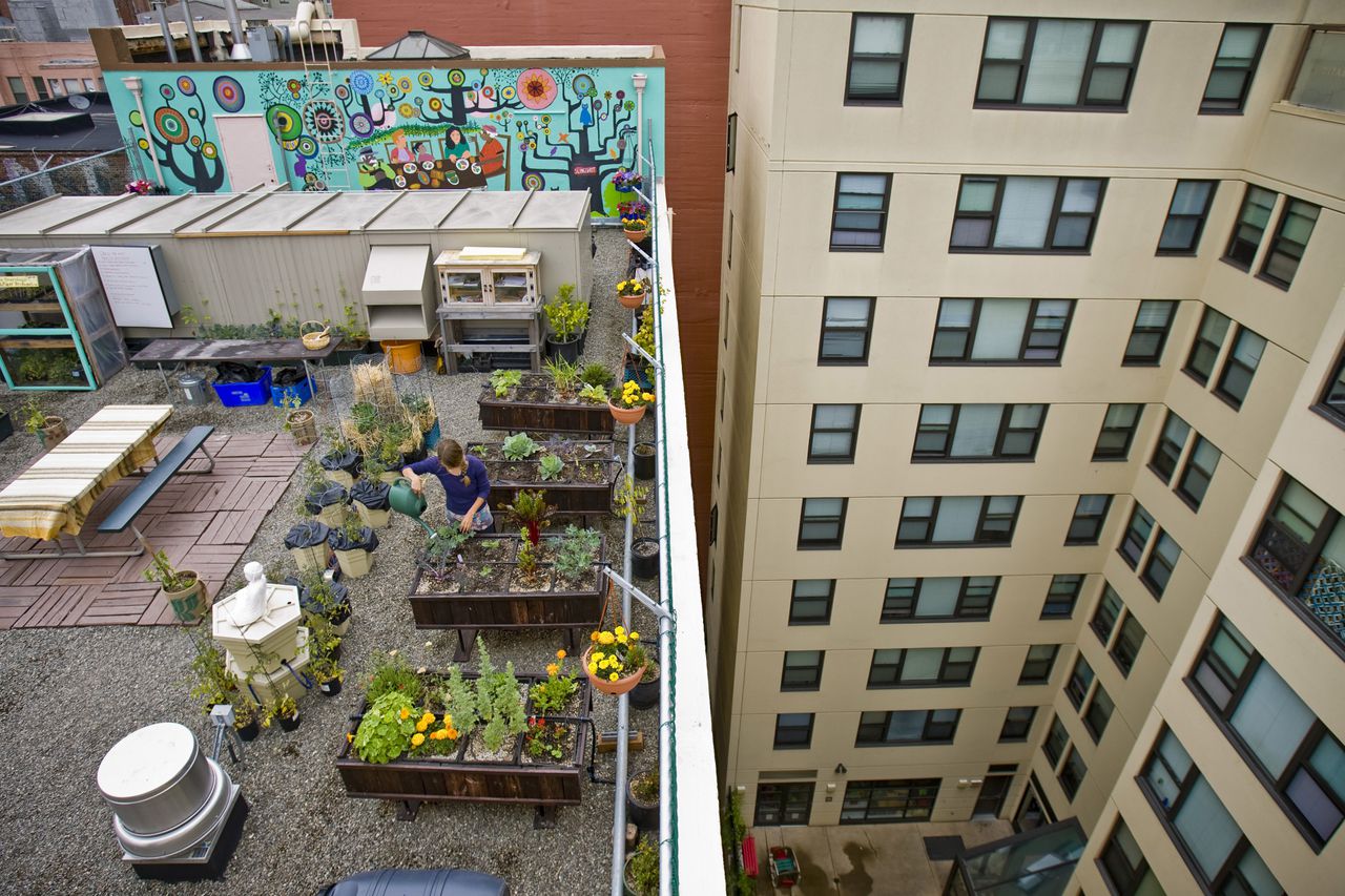 Maya Donelson creator of the Glide Memorial Church 900 sq. ft. roof top garden, tends to some of the plants against the skyline of San Francisco, CA, on Jun. 2, 2009. (Peter DaSilva for The New York Times) *** Local Caption *** 14165771