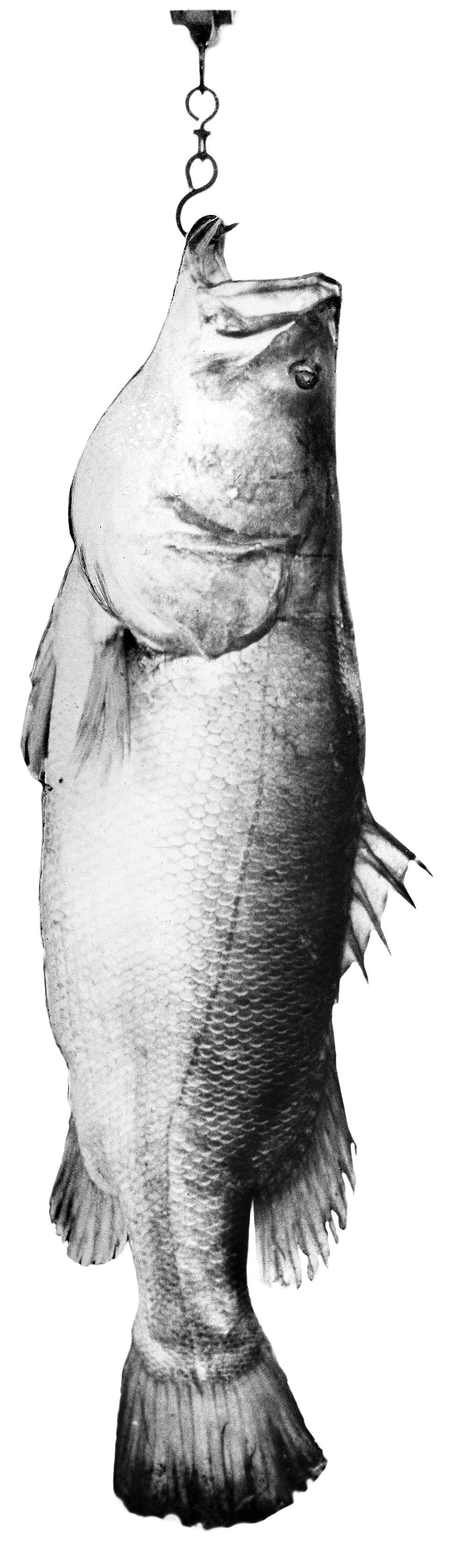 Nijlbaars aan de haak Overbevissing dreigt.