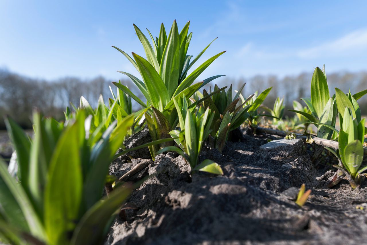 Raad van State’s decision on pesticides can have national consequences – but the case has not yet exploded