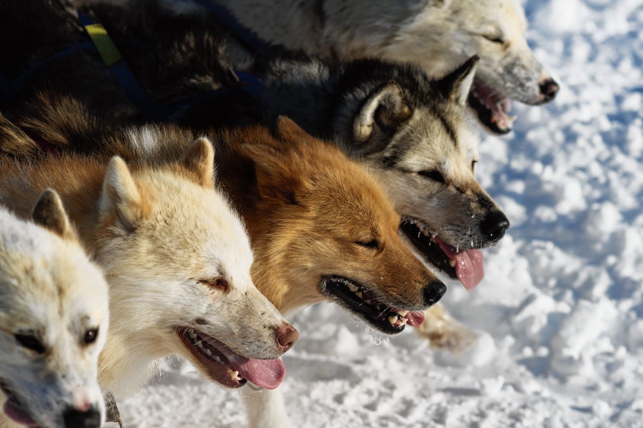 Vijf hedendaagse sledehonden op een rij terwijl ze een slee door de sneeuw trekken