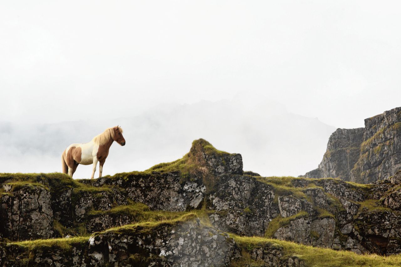 Paarden in IJsland.