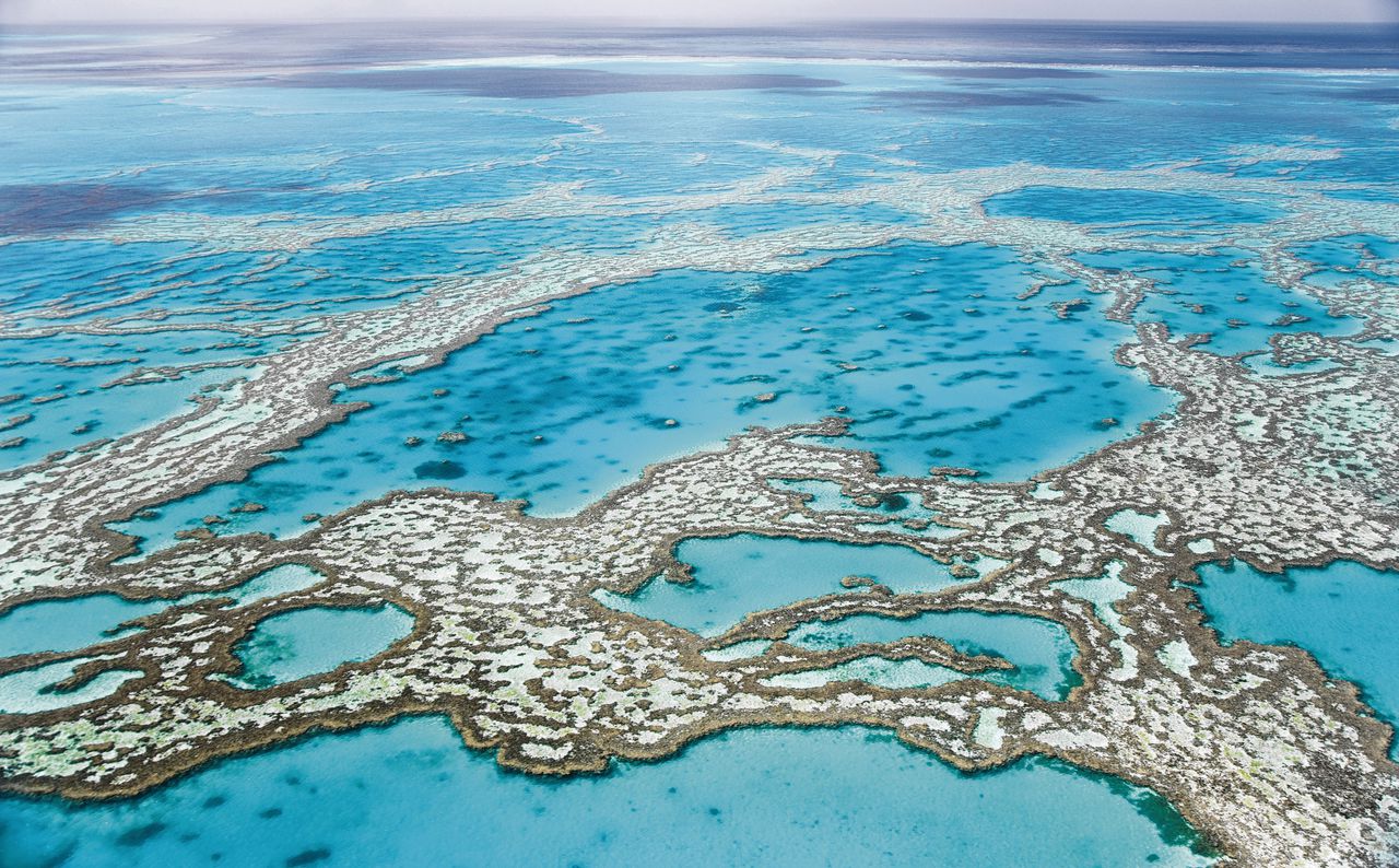 Kweekkoraal geeft het Great Barrier Reef weer een toekomst 