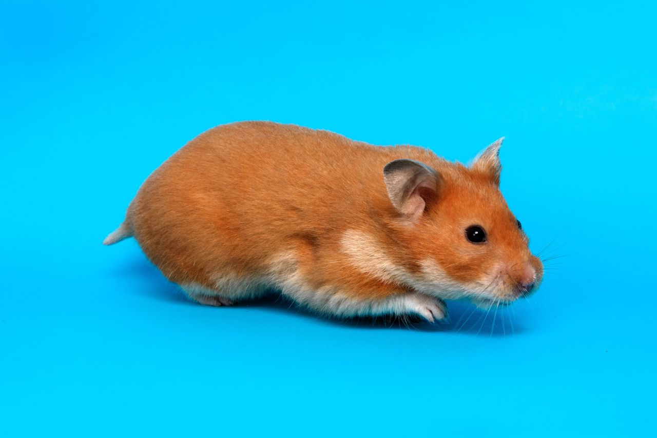 Handtamme hamster (v) zoekt huis zonder kinderen 