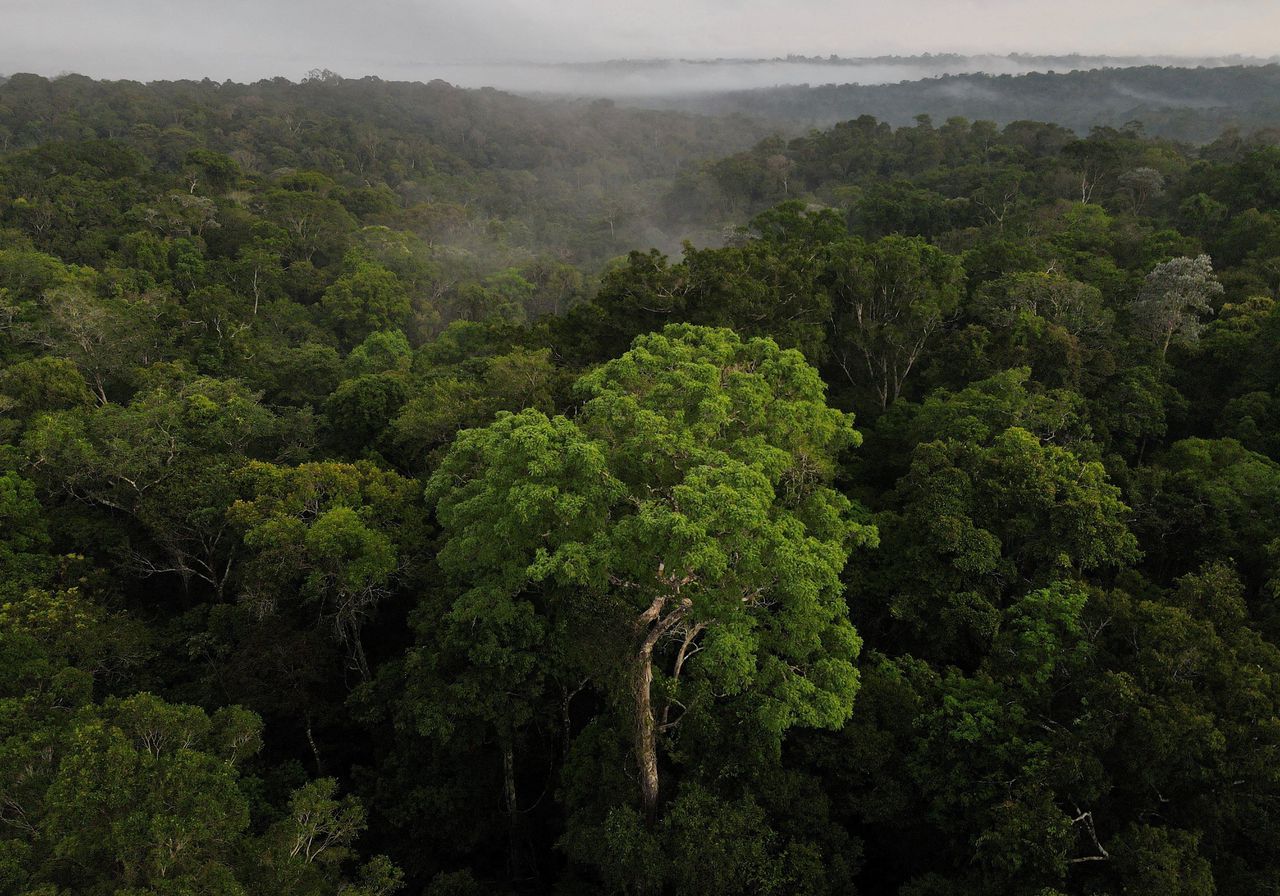Voor sommige tropische bossen wordt het te heet om nog zuurstof te produceren 