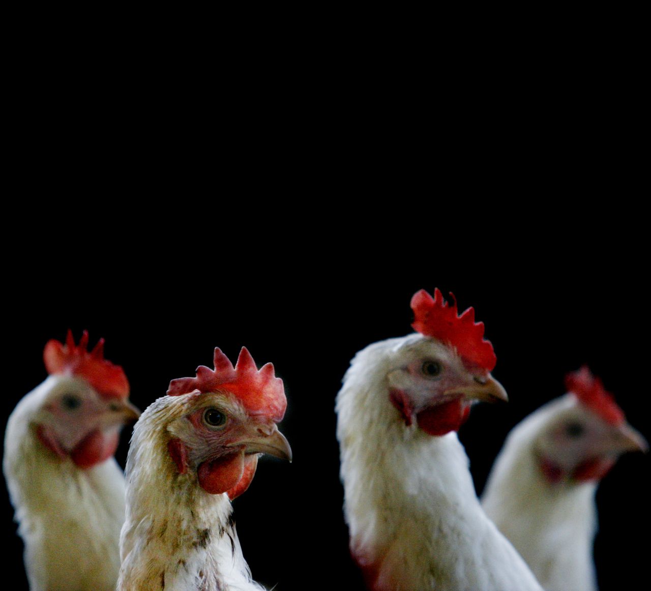 Twee Gevallen Van Vogelgriep In Kamperveen H5n8 In Ter Aar Nrc