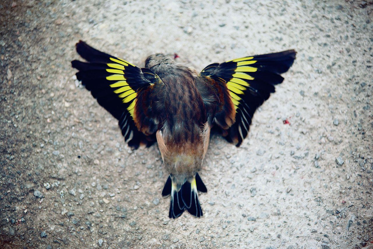 Een vogel vliegt weg voor een