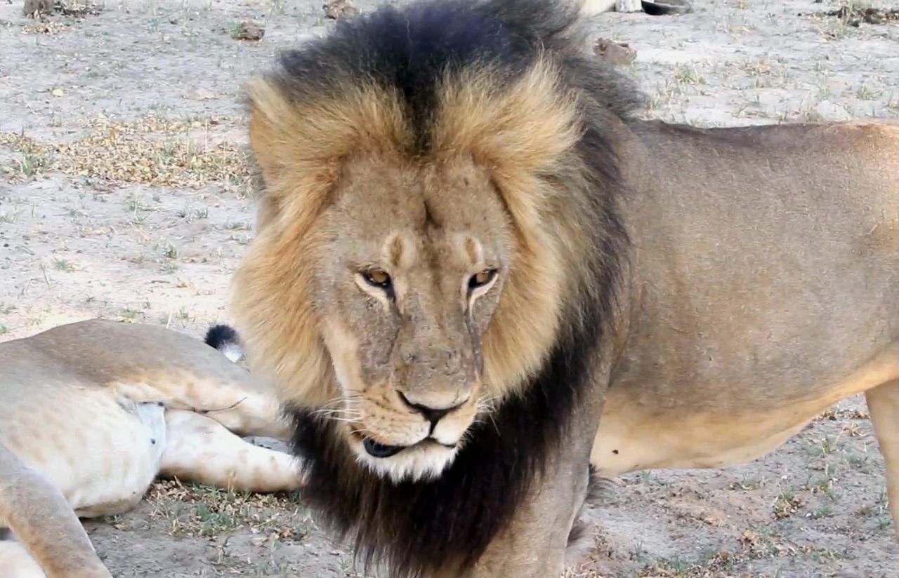 Cecil was een van de lievelingsdieren van de safarigangers van Hwange. Hij gold als een icoon voor wilde dieren in de natuurparken van Afrika.