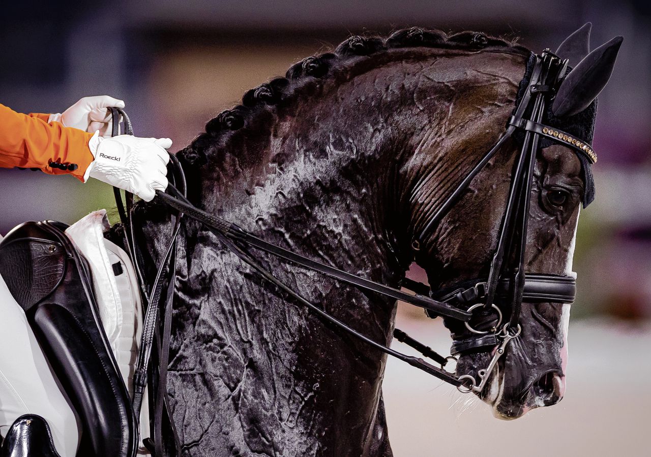 Total US, het paard van Edward Gal, vorig jaar tijdens de finale van de olympische landenwedstrijd in Tokio.
