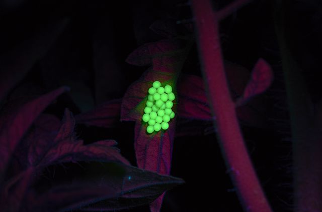 De eitjes van de groene schildwants vallen overdag nauwelijks op, maar vertonen onder uv-licht een opvallend heldere geelgroene fluorescentie. Mogelijk draagt die bij aan bescherming van de eischaal tegen uv-straling.
