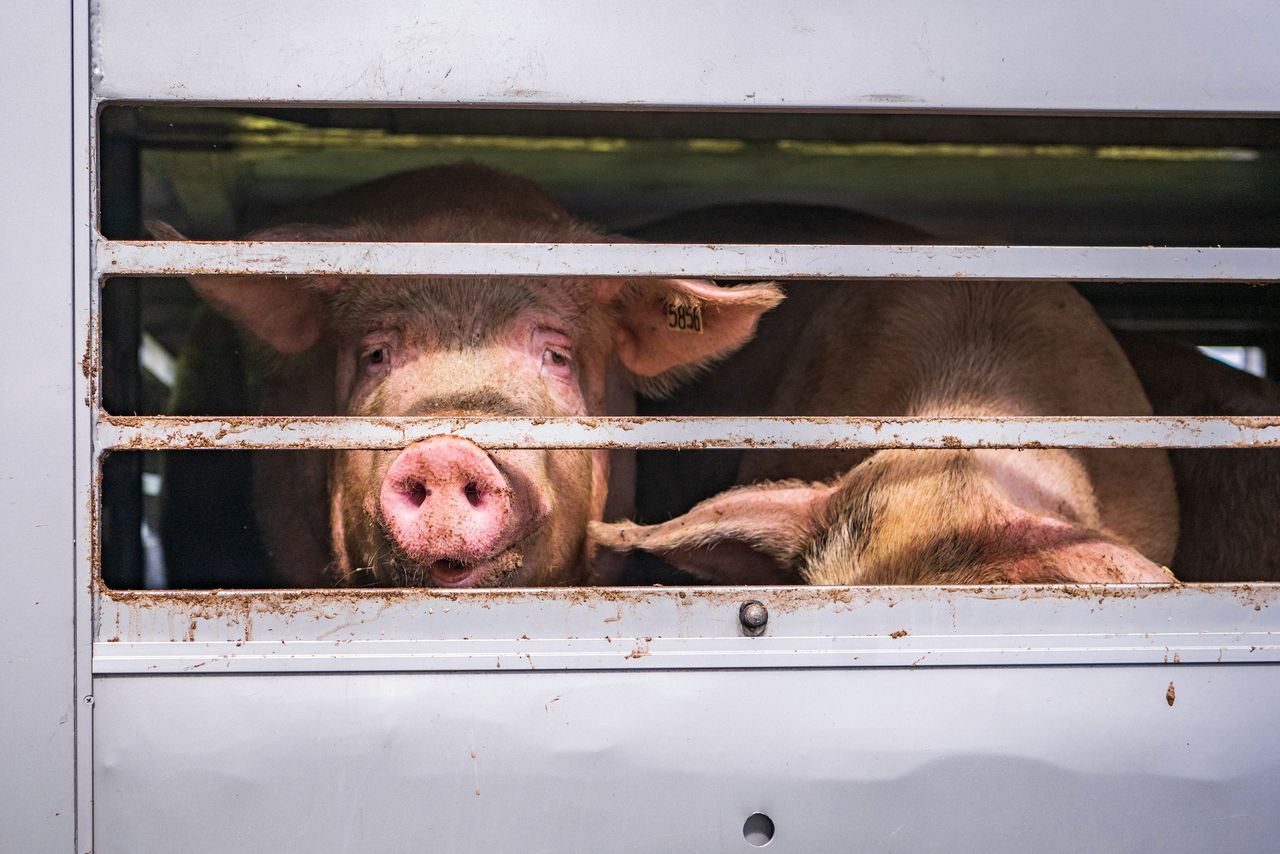 Toezichthouder zag ook in 2021 misstanden in varkensslachthuizen: varkens bij bewustzijn aan de vleeshaak 