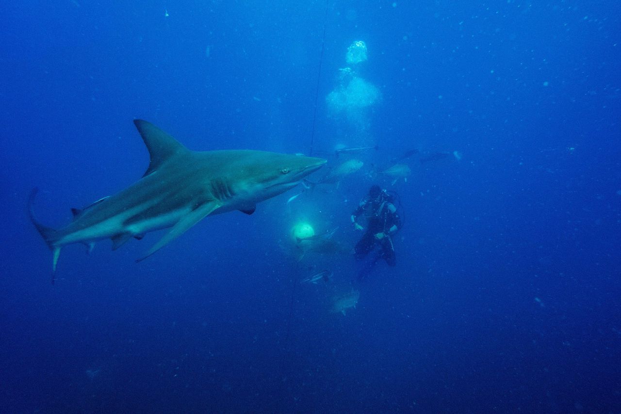Een duiker met een zwartpunthaai voor de kust van Zuid-Afrika. De haai wordt gelokt met sardines.