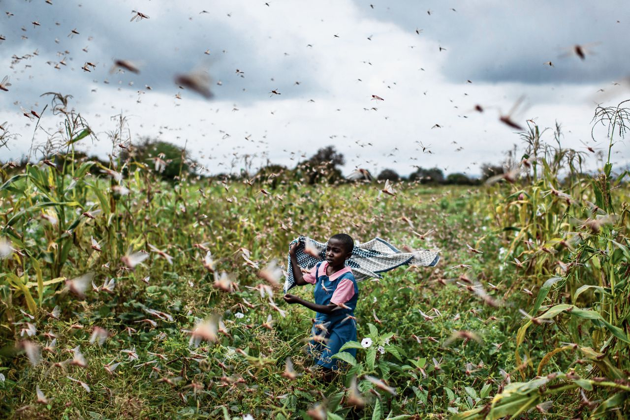 Een meisje verjaagt sprinkhanen in het Keniaanse dorp Katitika.