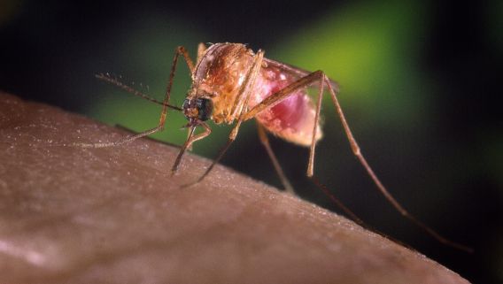 Een mug zou je zomaar eens kunnen steken deze zomer. Hoe kun je dat voorkomen?