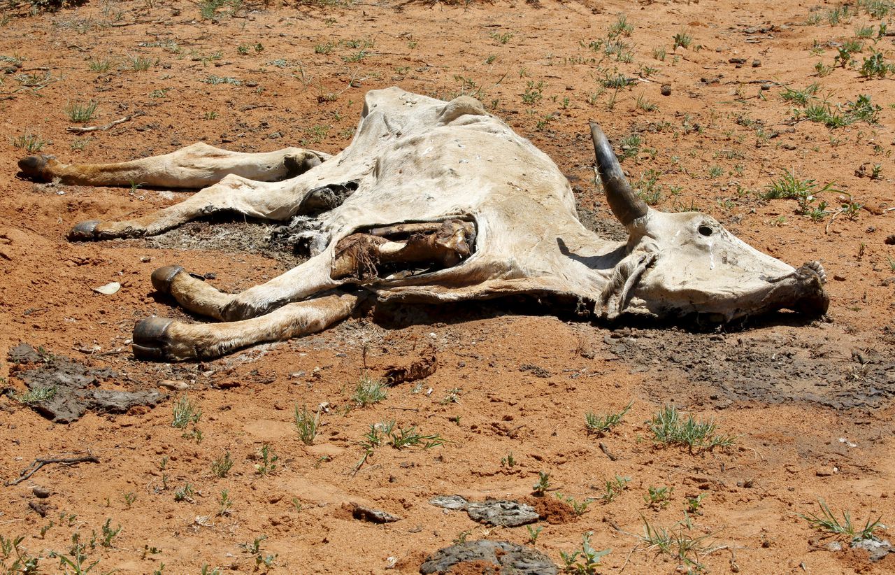 De ergste droogte in 112 jaar teistert Zuid-Afrika 