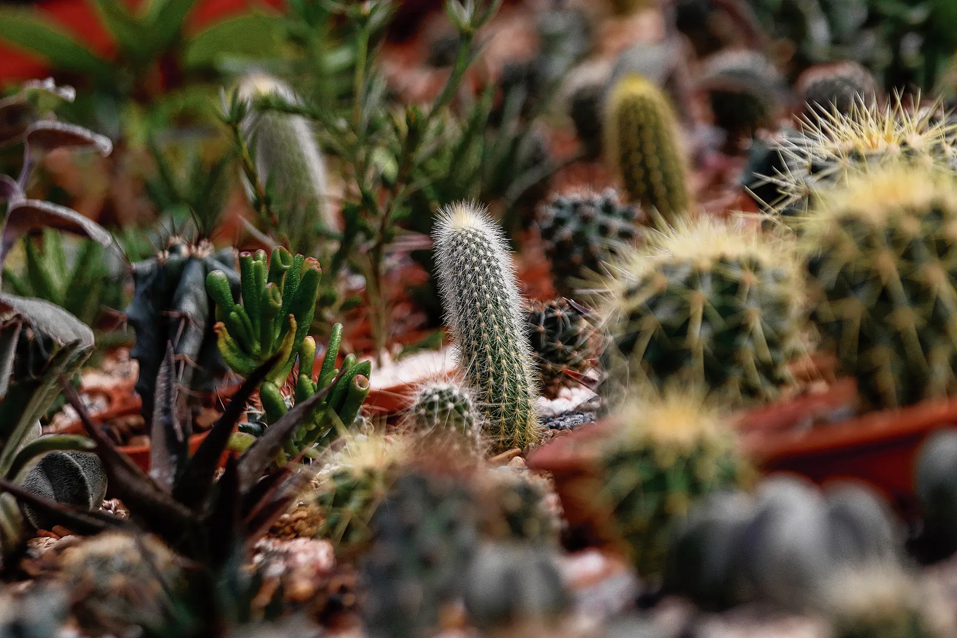Cactussen Woestijn Doodsvallei - Gratis vectorafbeelding op
