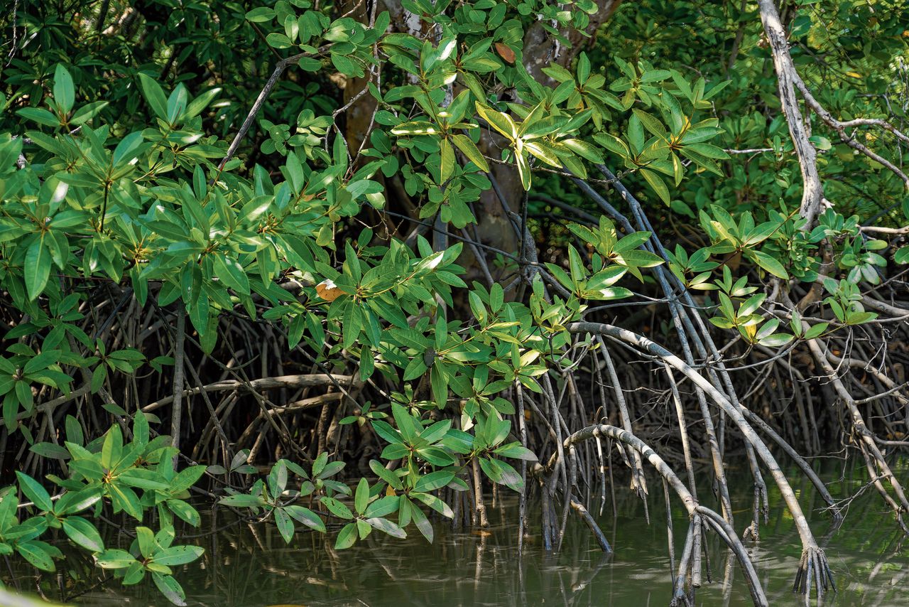 Hoe de lokale bevolking strijdt voor de bescherming van de uitgestrekte Indonesische mangrovebossen – voor henzelf, én voor het klimaat 