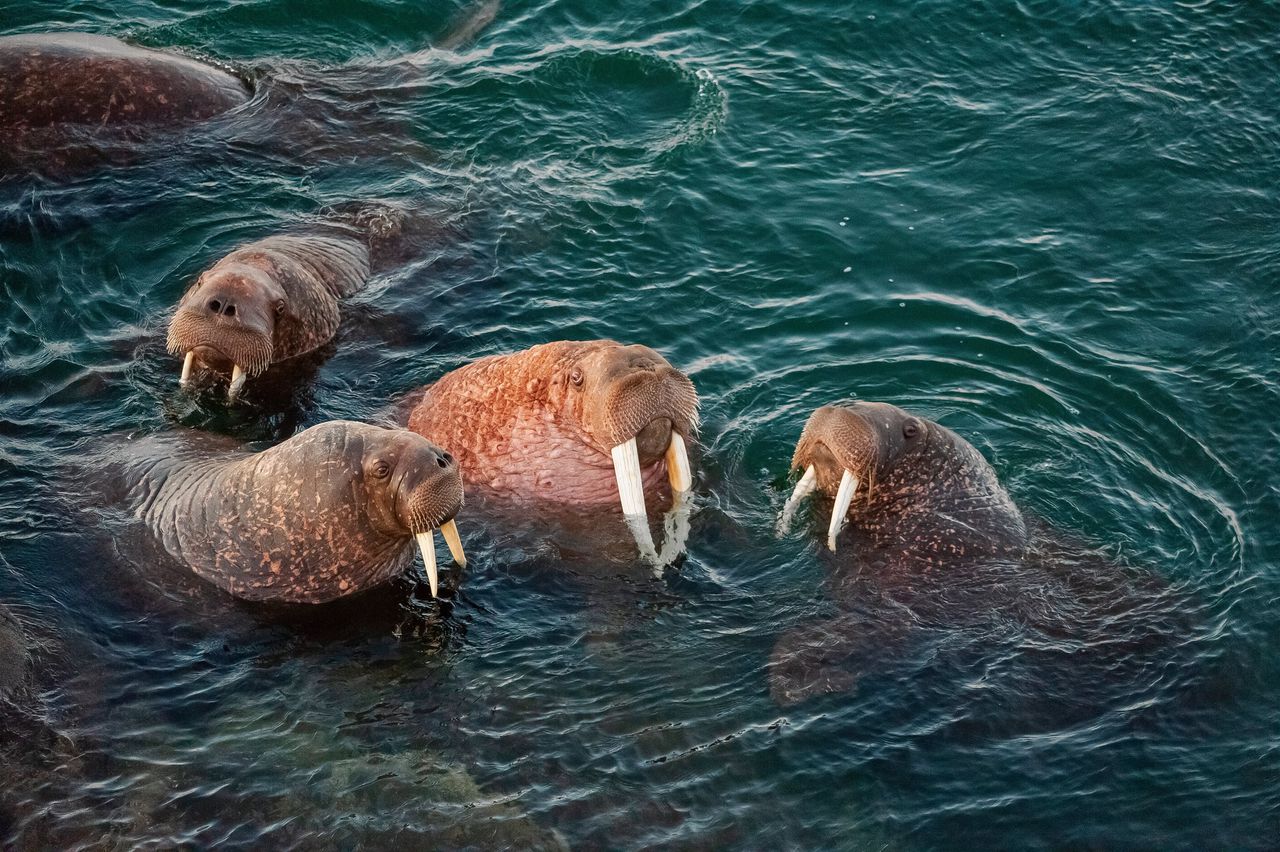 Een walrus komt aan land, Bristol Bay, Alaska.