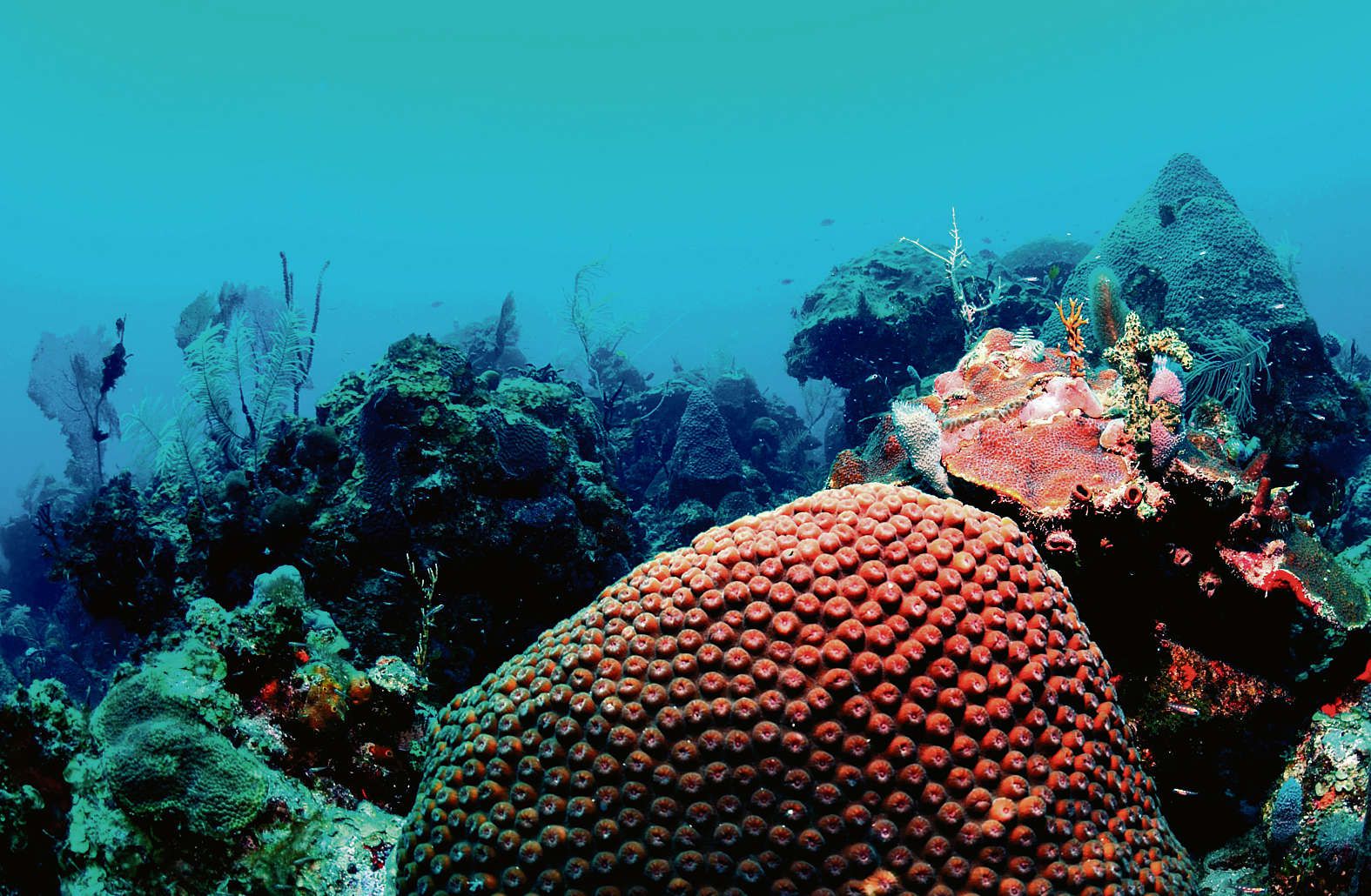 Когда появился мировой океан. Риф Туббатаха Филиппины. Кораллы Индонезия. Рифы Тобаго. Мировой океан.