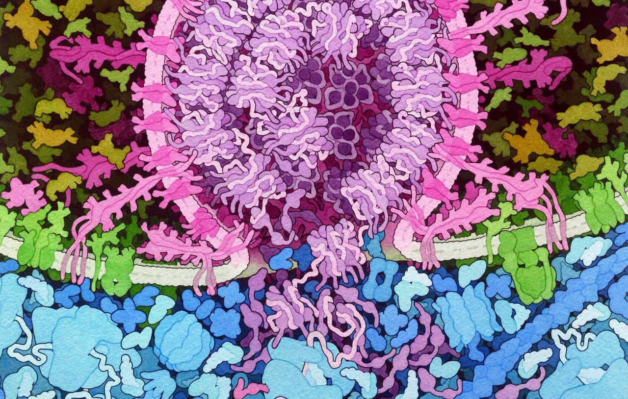 Samensmelten van SARS-CoV-2 (magenta) met een menselijk celmembraan.