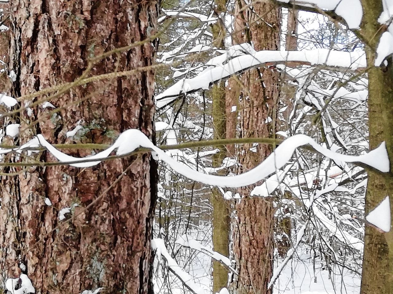 Verschijnsel uit de Brabantse bossen: slierten verouderde sneeuw hangen aan boomtakken.