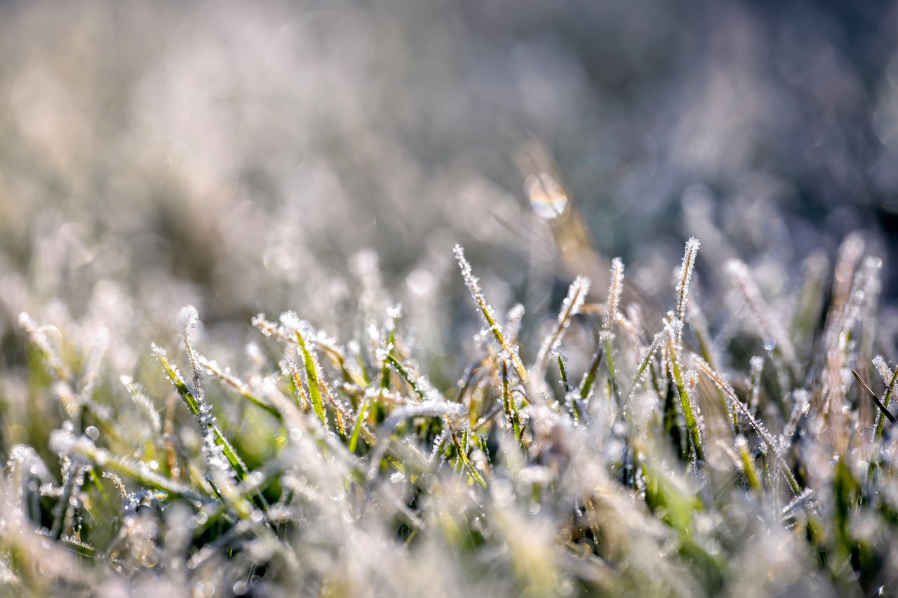 Rare July frost recorded in Twente, first since 1971