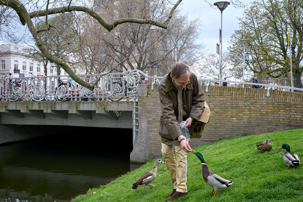 Kees Moeliker, directeur van het Natuurhistorisch Museum Rotterdam, voedt eenden bij de Westersingel.