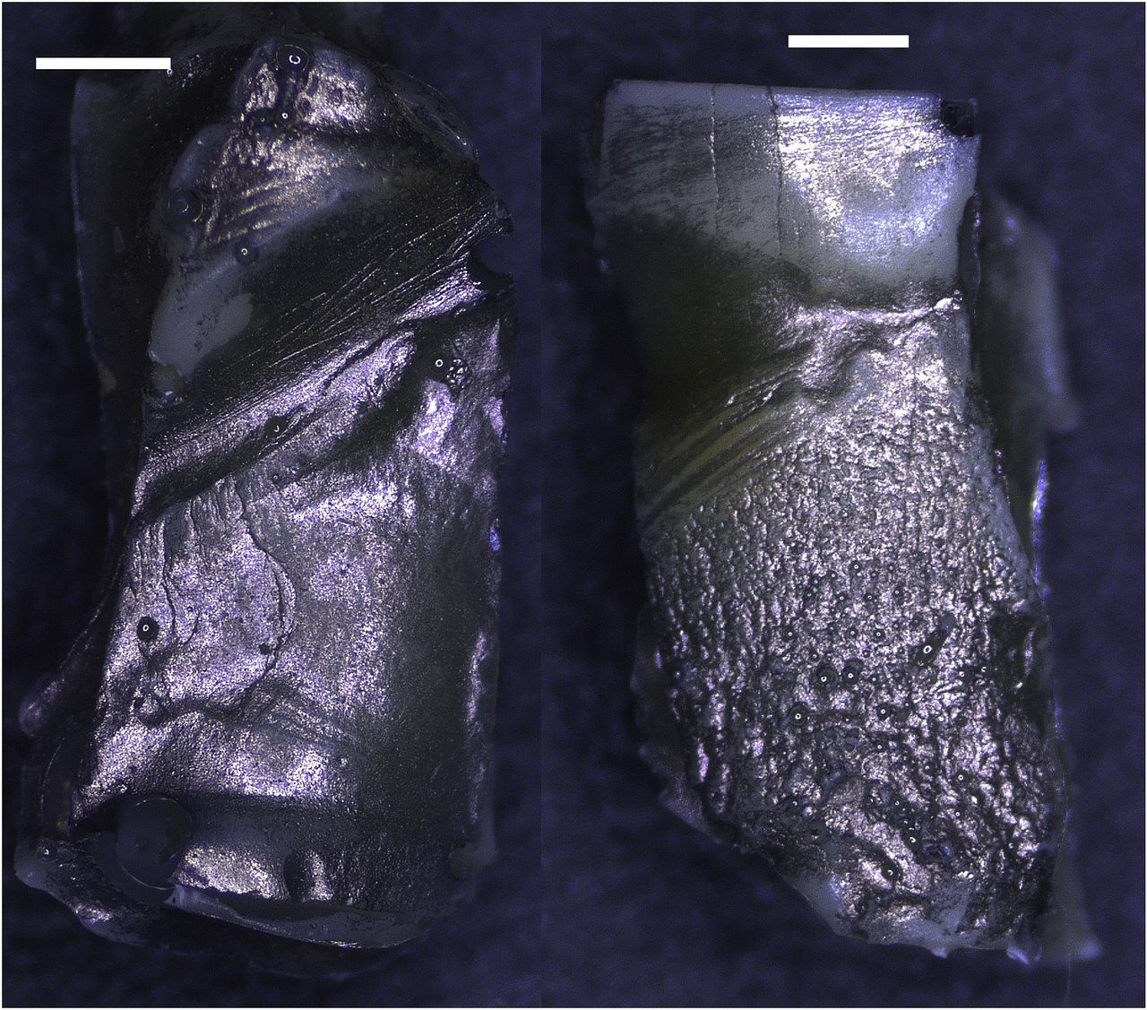 Tandfragmenten van OH62, een 1,8 miljoen jaar oude Homo habilis, met daarop sporen van tanden stoken.
