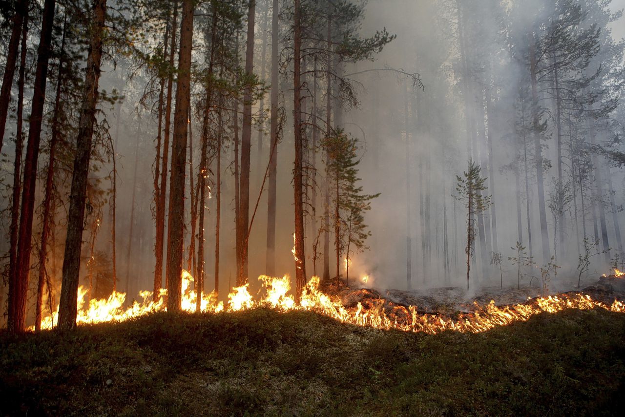 Door de hittegolf gaan in Zweden duizenden hectaren bos in rook op 