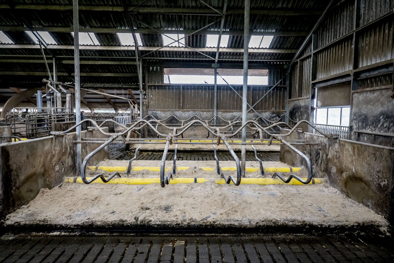 Uitkoop van veehouderijen levert minder stikstofwinst op dan verwacht: veel boeren trekken zich terug