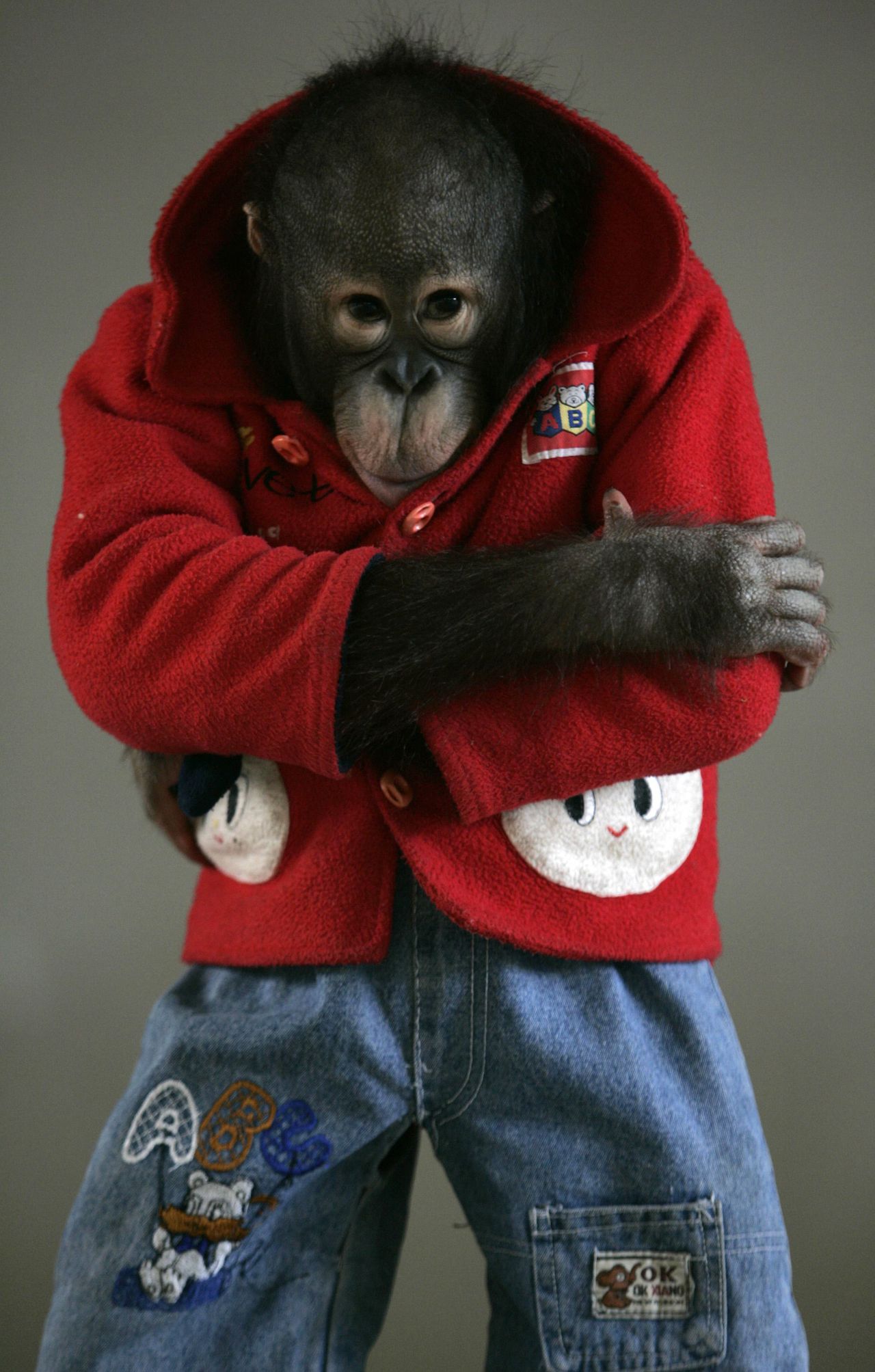Si Mao, a three-year-old orangutan (Pongo pygmaeus), practices standing while wearing clothes at a zoo in Nanning, capital of the Guangxi Zhuang Autonomous region in southern China, February 10, 2007. REUTERS/Jason Lee (CHINA)