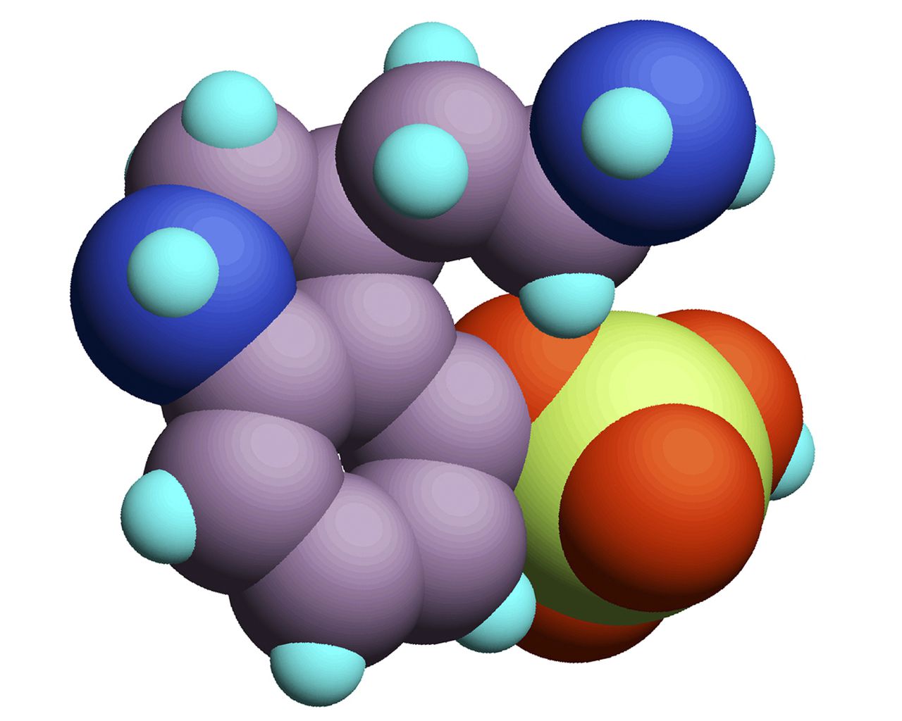 Molecular model of psilocybin. C12H22N2O4P. Carbon: purple, Phosphorus: yellow, Oxygen: orange, Nitrogen: blue, Hydrogen: aqua. Psilocybin (4-phosphoryloxy-N, N-dimethyltryptamine) is a psychedelic alkaloid of the tryptamine family found in some fungi, e.g. genus Psilocybe (more in the caps than in the stems). Hallucinogenic susbstance in the fruiting bodies of Mexican fungus Psilocybe mexicana. Psilocybin-containing mushrooms are called magic mushrooms or shrooms. Most psilocybin mushrooms bruise blue when handled. Psilocybin effects are comparable to LSD. Psilocybin is rapidly dephosphorylated in the body to psilocin which then acts as an agonist at the 5-HT2A serotonin receptor in the brain where it mimics the effects of serotonin (5-HT). --- Image by © Mediscan/Corbis