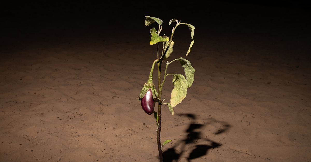 Als een tomaat of koe tegenstribbelt, probeert de mens met technologie de natuur onder de duim te krijgen