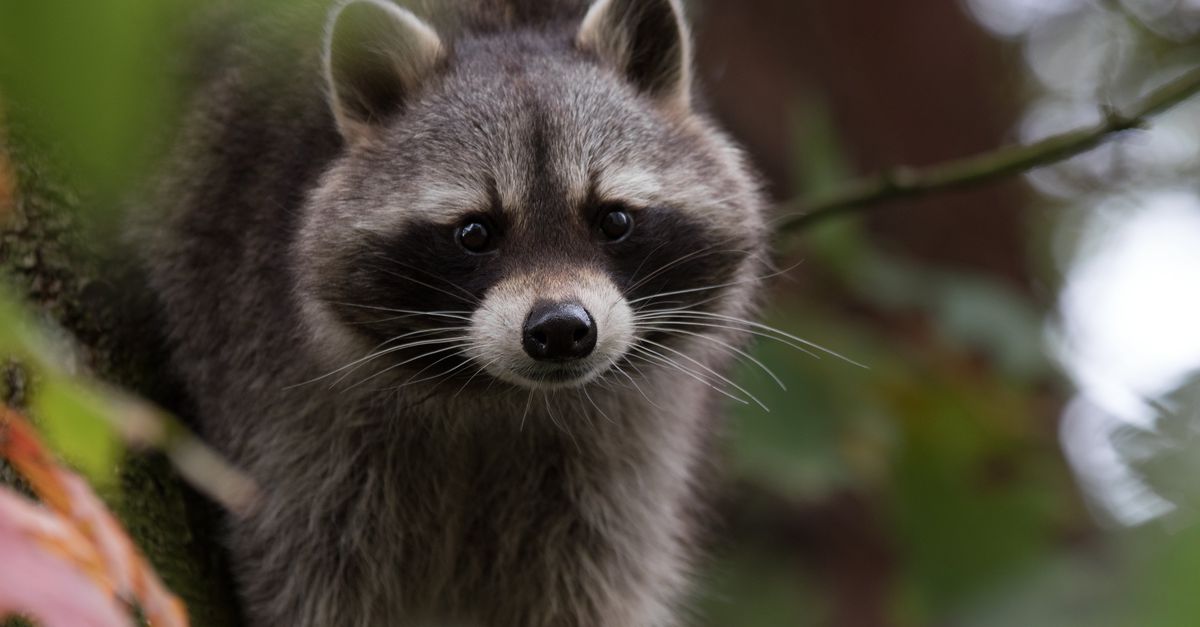 Invasieve diersoorten met grote ogen of een pluimstaart ontkomen eerder aan bestrijding
