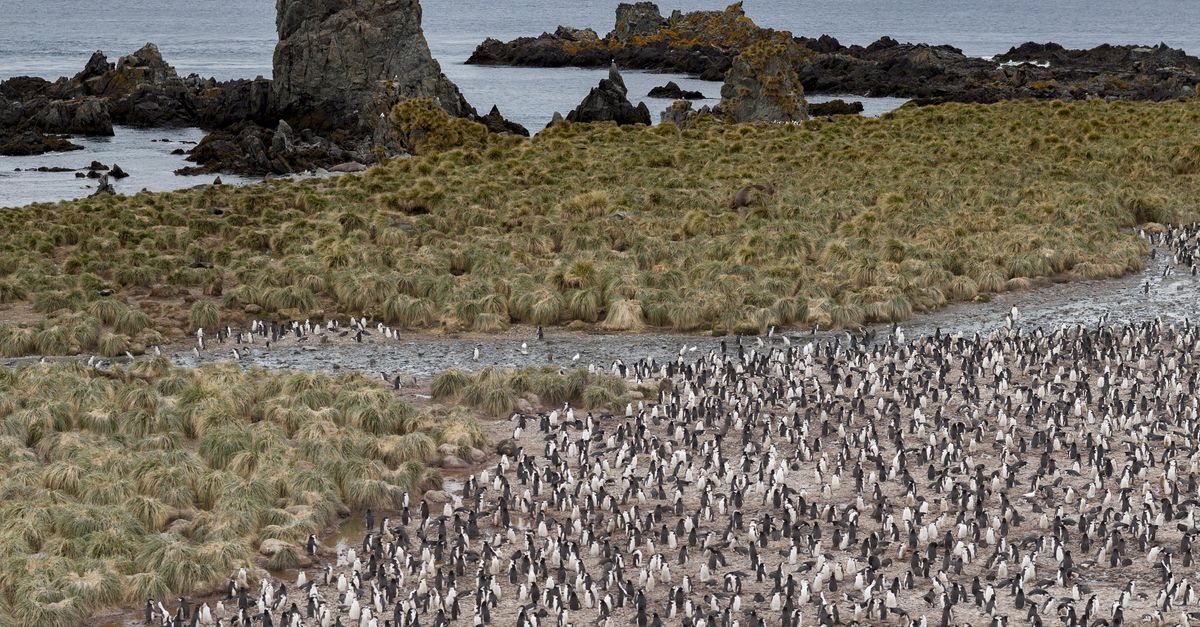 Bird flu is spreading in Antarctica and threatening rare species there