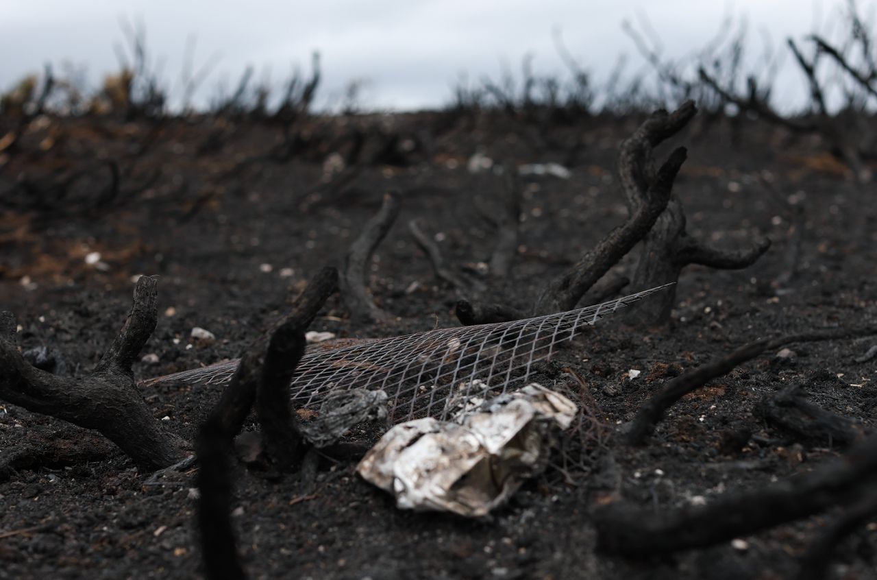 UK bans disposable barbecues amid wildfire fears; climate activists urge PM to speak out
