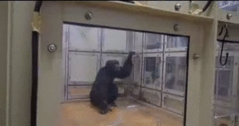 Een van de chimpansees uit het Japanse onderzoek (in een repeterend gifje) .