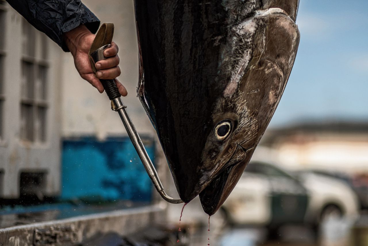 Een net gevangen Almadraba tonijn wordt op een vrachtwagen geladen. Tonijn is berucht om zijn hoge kwikgehalte.