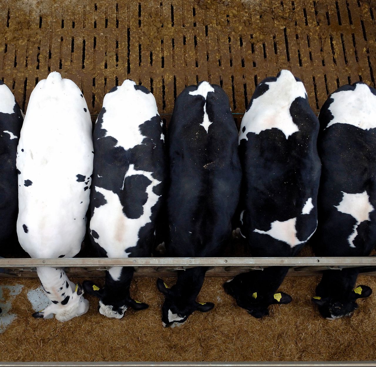 Grotere boeren, groter veevoerbedrijf 