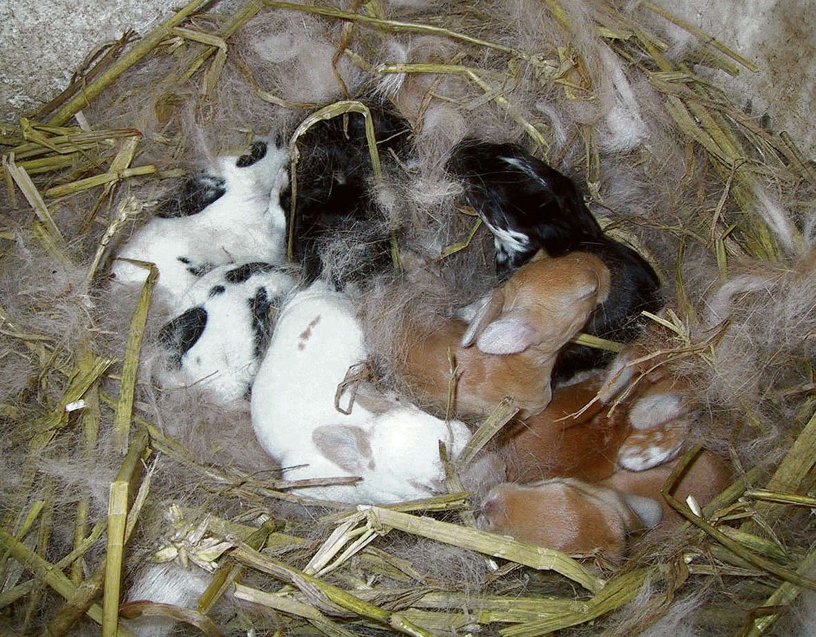 Почему крольчиха съедает крольчиха. Новорождённые крольчата в гнезде.