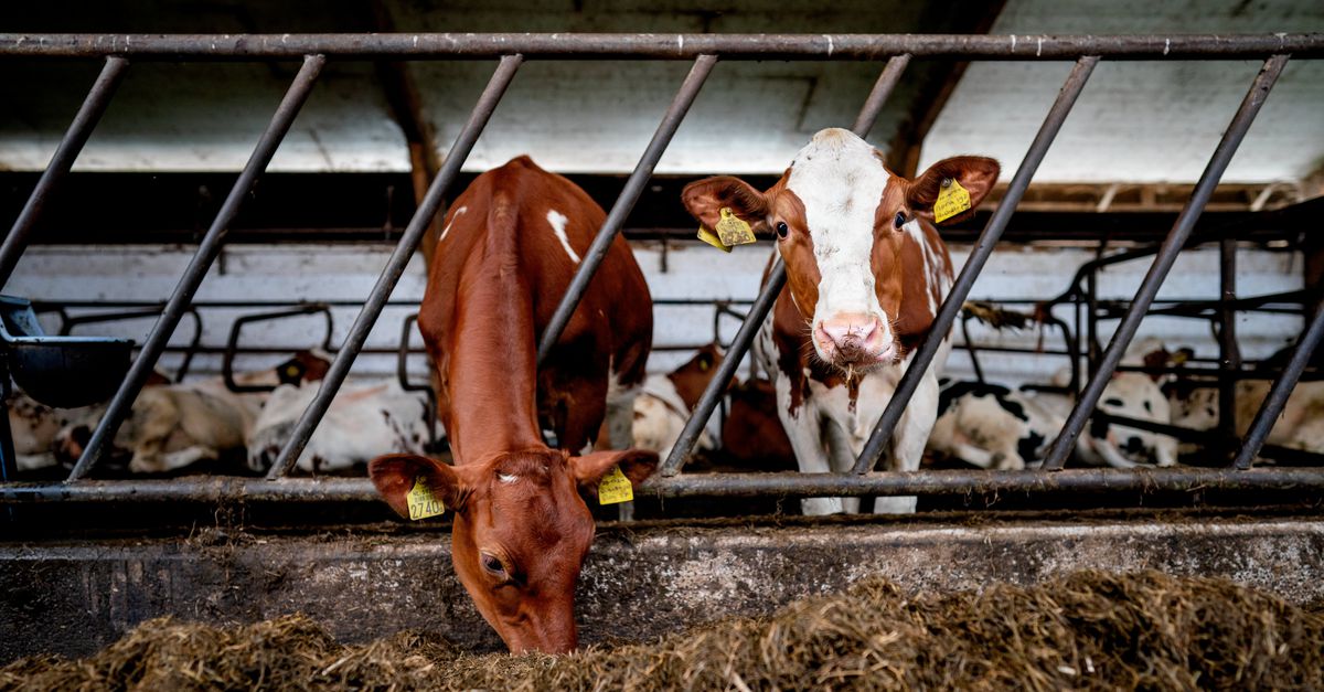Zij komen als eerste langs als het misgaat op het boerenerf. ‘Praten vinden veel boeren moeilijk, dat cliché klopt wel’