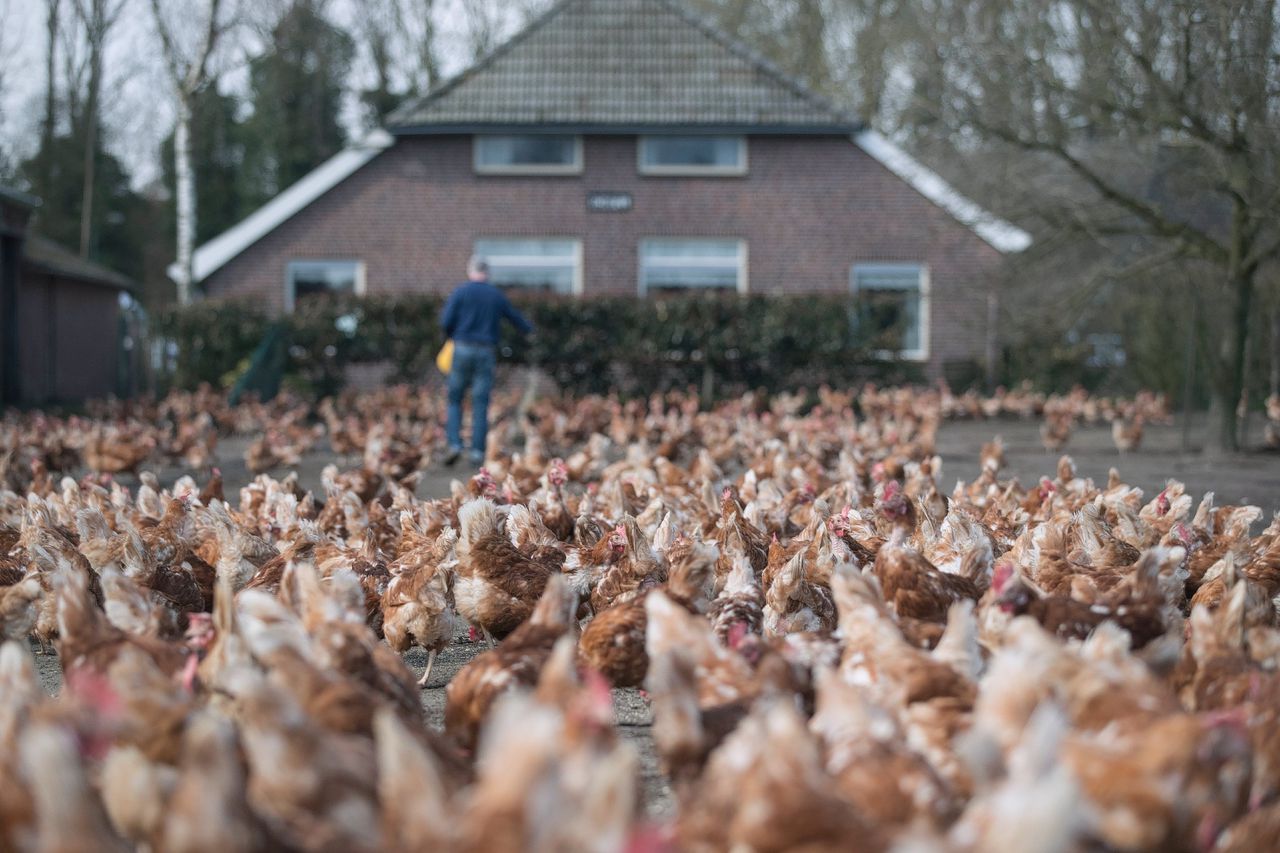 Boer Wegdam geeft zijn kippen te eten die weer naar buiten mogen.