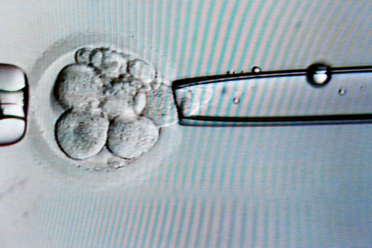 Embryo’s kweken: waar leg je  de grens? 