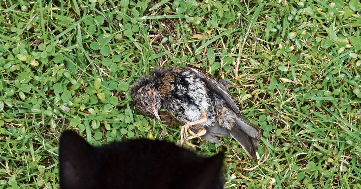 als het aan de vogel lag bleef de kat binnen nrc